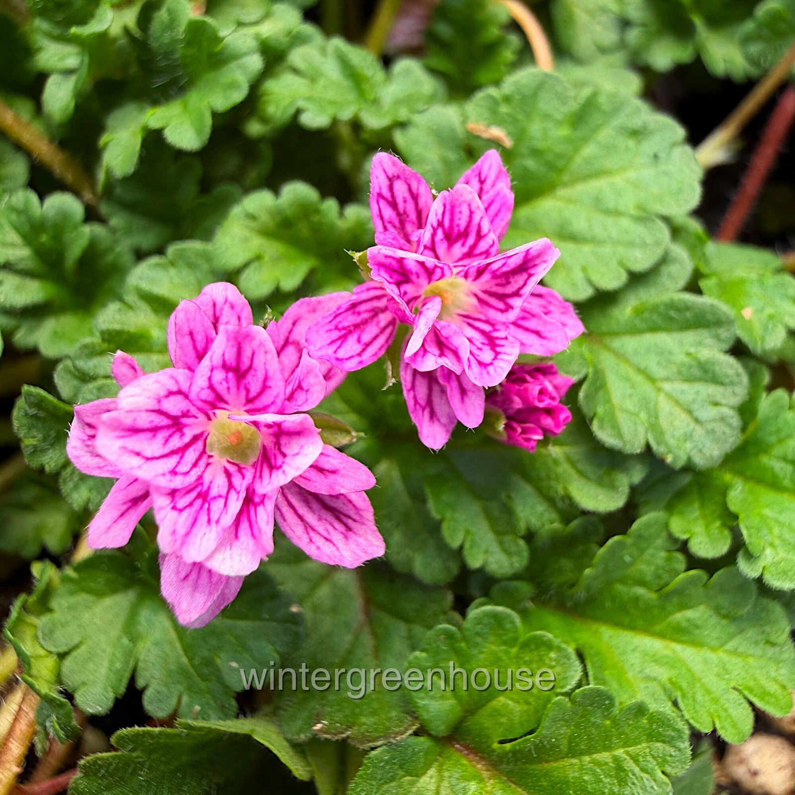 Erodium x variabile ‘Flore Pleno’, Heron’s Bill, Container Size: 3″ (2.6×3.5″)