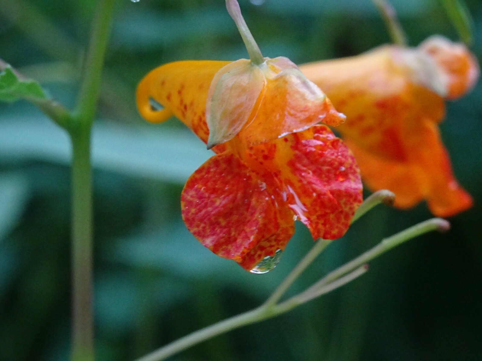 Jewelweed Impatiens Capensis TouchMeNot 40 seeds from 2023 Organic Hummingbirds