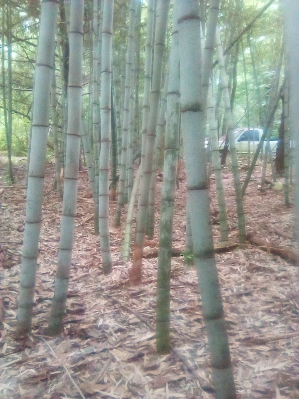 Live Rare Blue Hachiku Bamboo Plants 24 Cuttings