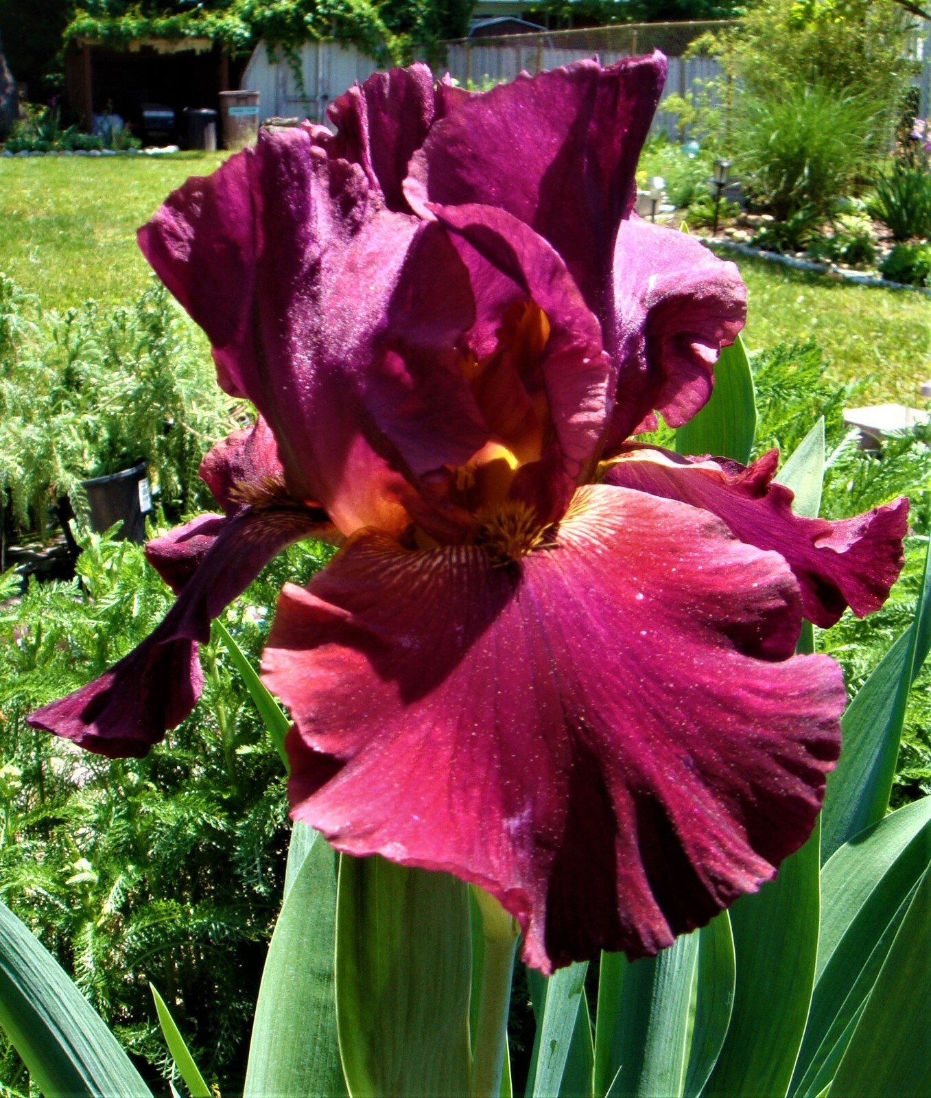 Tall Bearded Iris “RED MASTERPIECE” – 1 Plant/ Rhizome