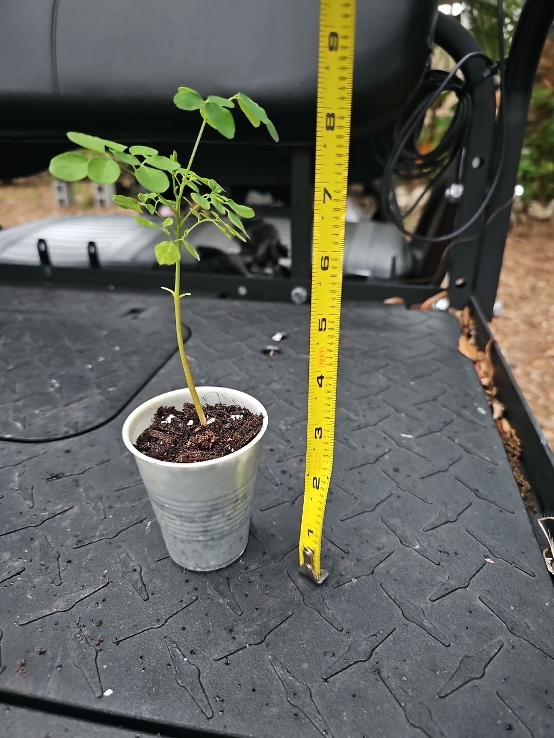 Moringa Rooted Live Plant 8″ + Tree Of Life Food Forest Plus 2 Extra Seeds