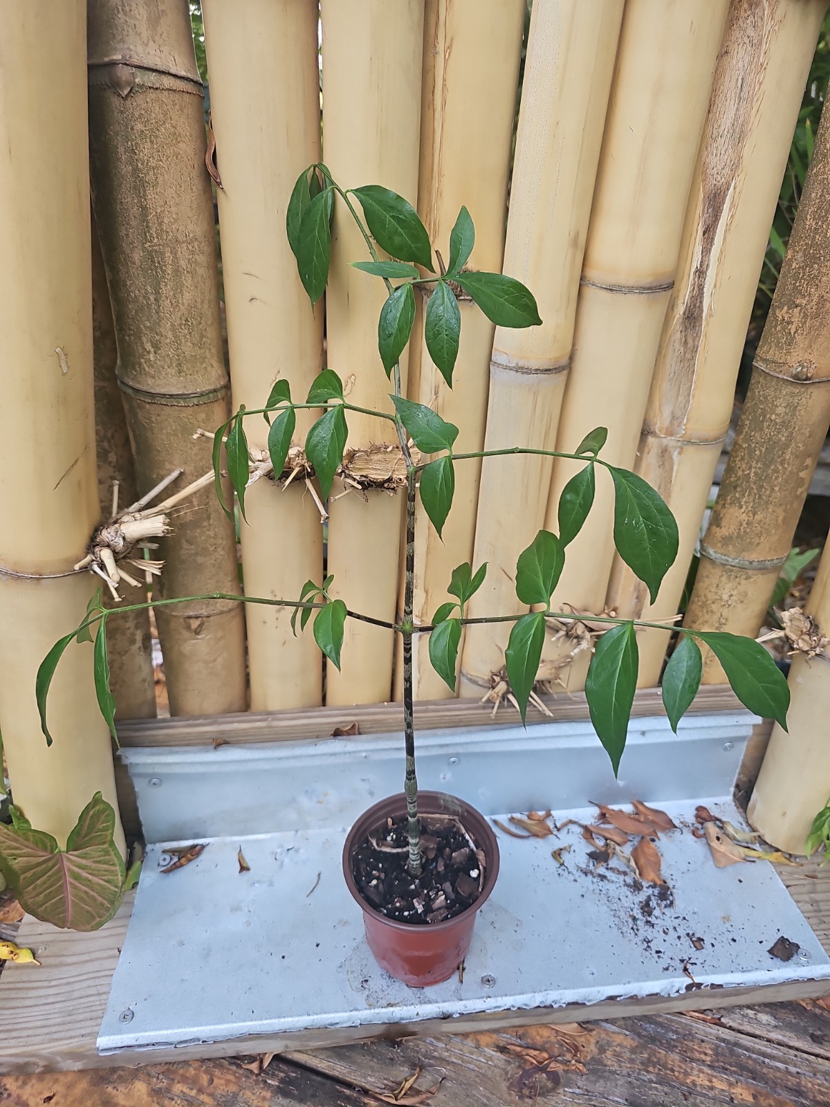 XL Gonatopus boivinii Giraffe’s Knee unusual tuberous Aroid PLANT Araceae 31″