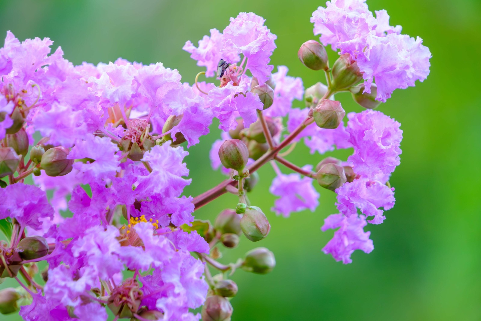 50 MIXED COLORS CREPE MYRTLE Lagerstroemia Indica Tree Shrub Flower Seeds
