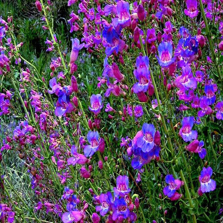 20 BLUE BEARD TONGUE Flower Seeds Penstemon spectabilis Butterflies Hummingbirds