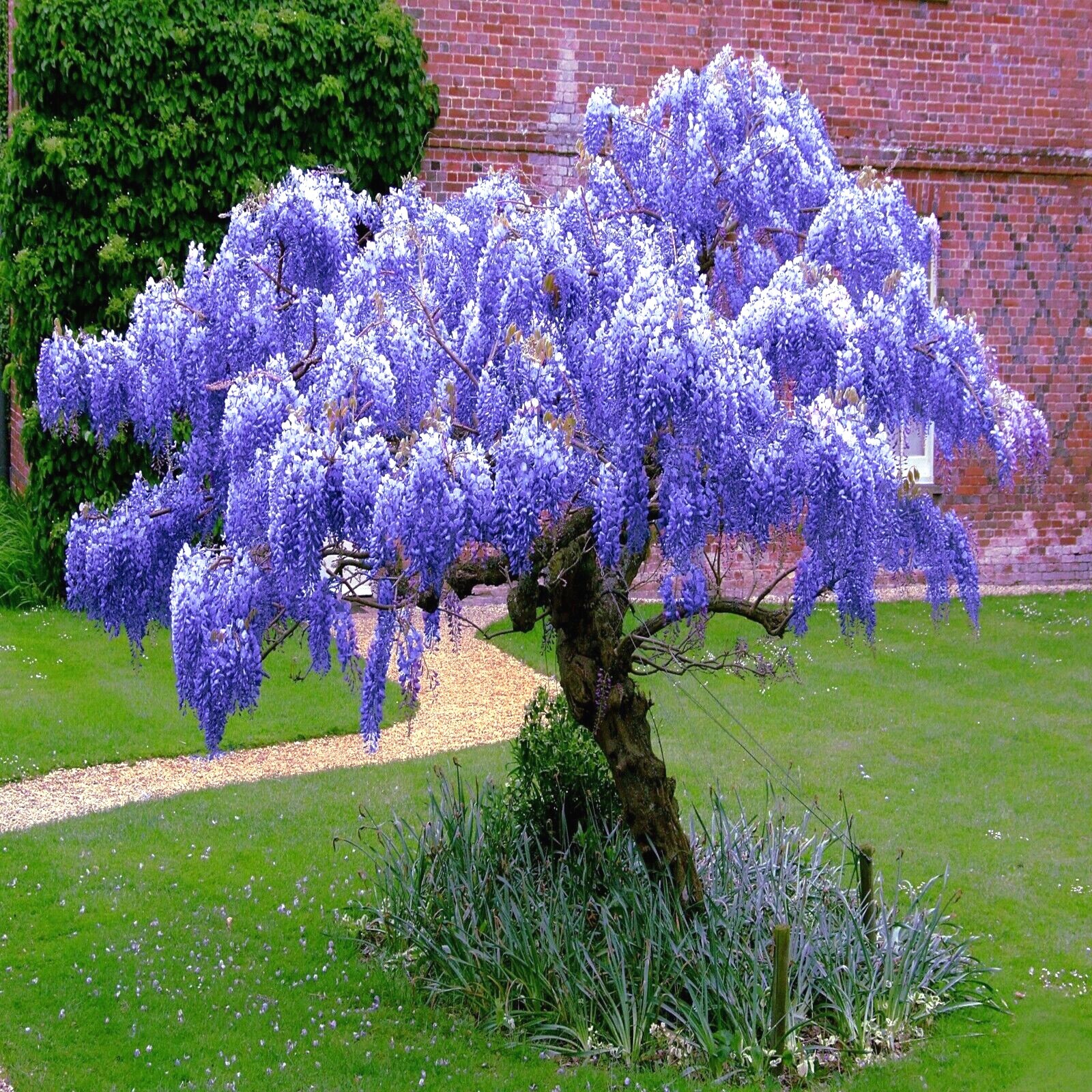 5 Chinese Wisteria Tree Seeds Fast Climber Flower Vine, Cold Hardy Bonsai Plant