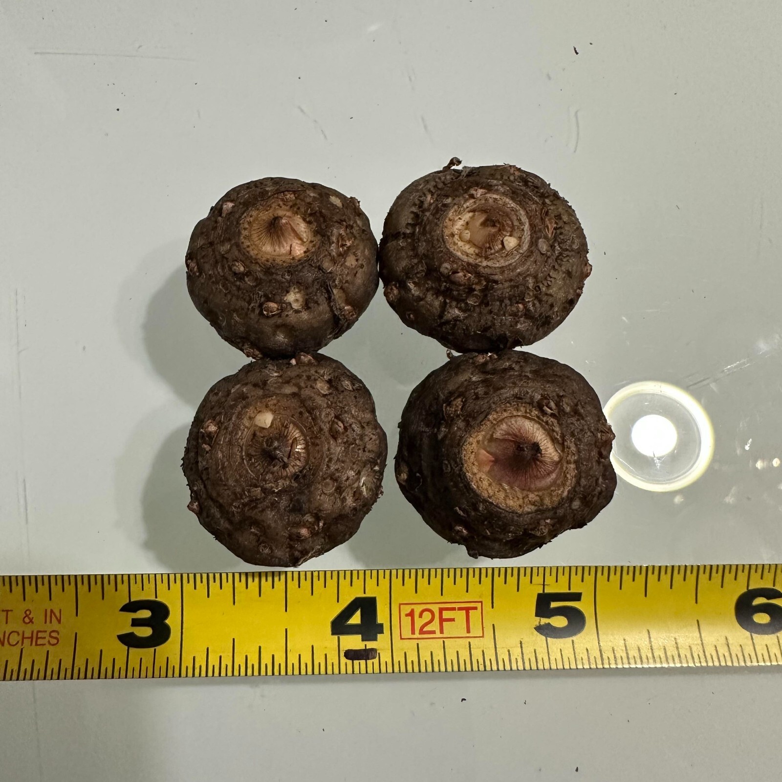 Amorphophallus ‘Nightstick’ Voodoo Lily Corpse Flower Bulbs Tubers Corms