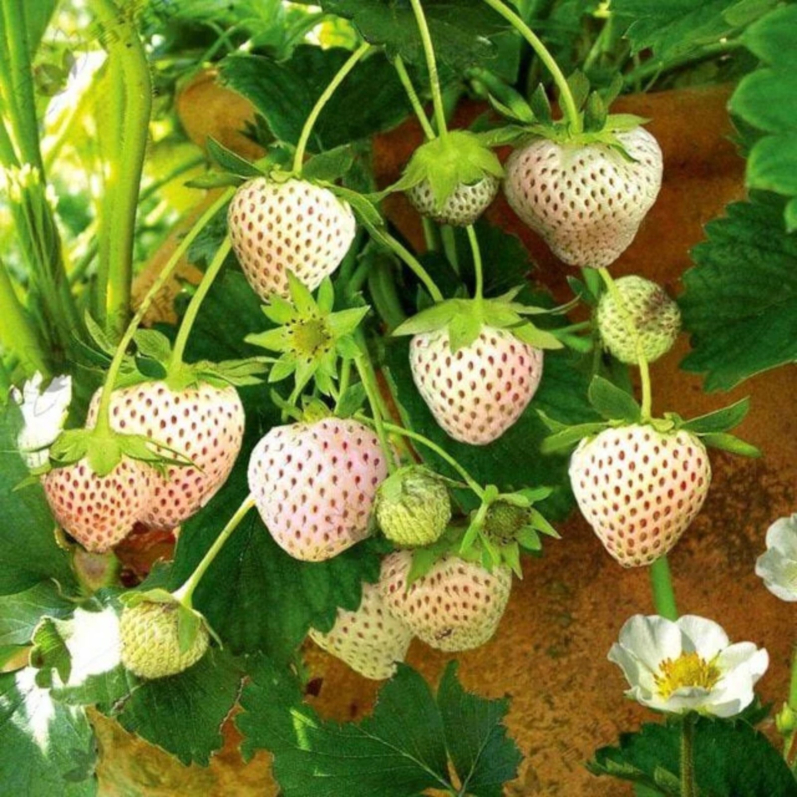 Milk Strawberry Seeds – 200 Seeds – Non-GMO Perennial Variety for Home Gardens