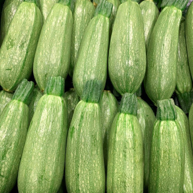 Grey Zucchini Summer Squash Seeds 15 Ct Gray Squash Vegetable USA FREE SHIPPING