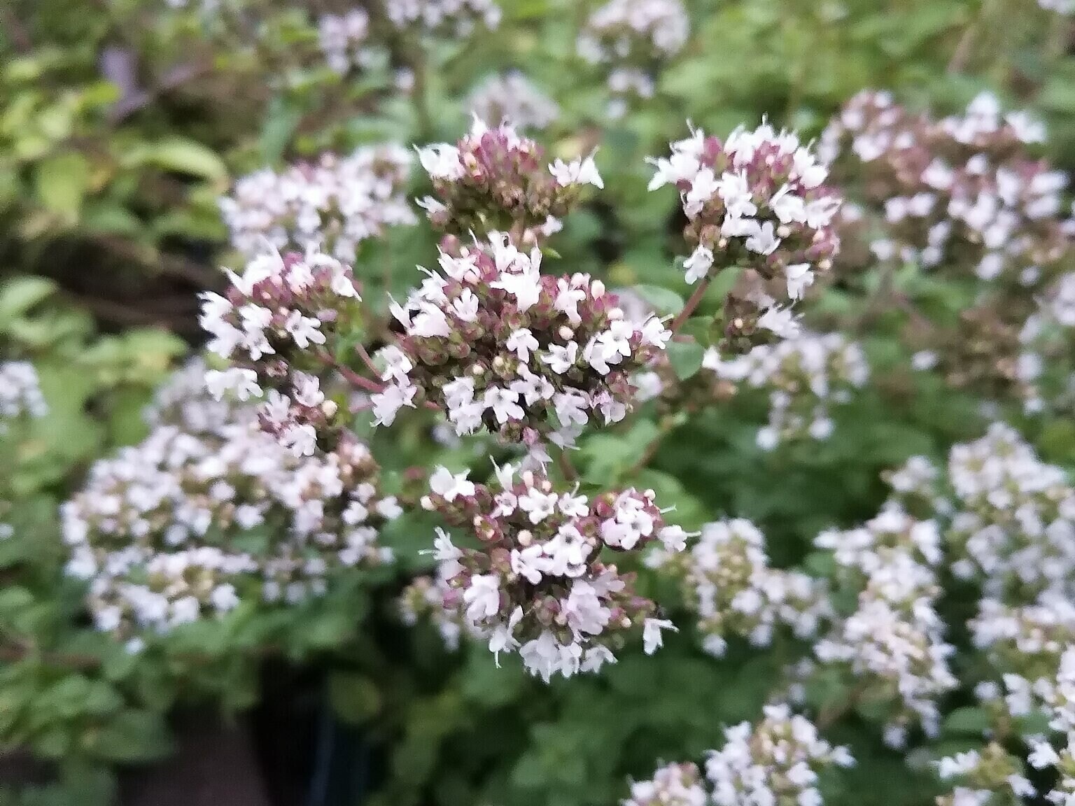 Origanum vulgare Seeds | Flowering Herb Seeds for Planting,