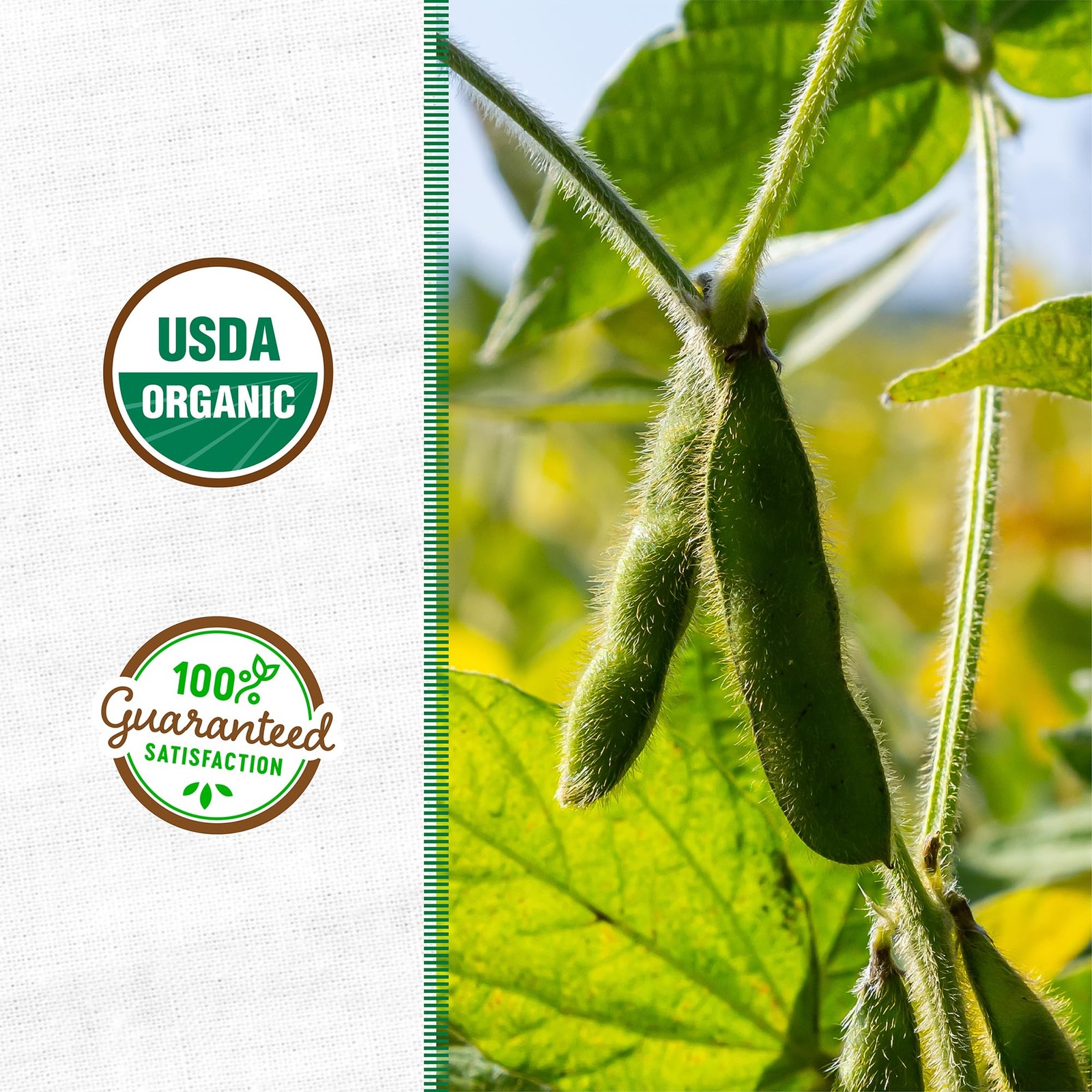 Back To The Roots 100 Organic Soybean Cover Crop Seeds Covers 1000 Sq. Ft.