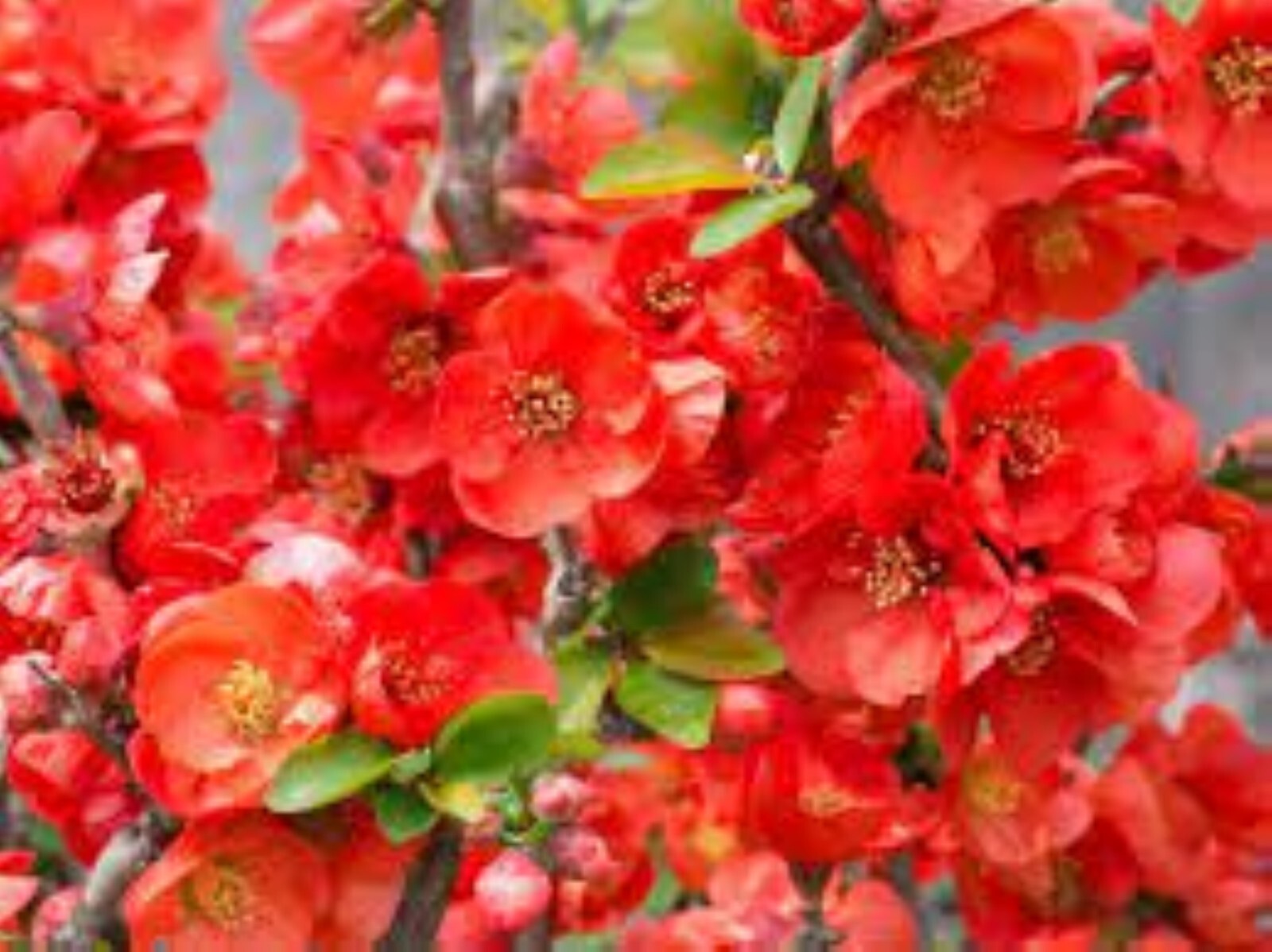 Chaenomeles Speciosa “Texas Scarlet” (Red Flowering Quince) Plant
