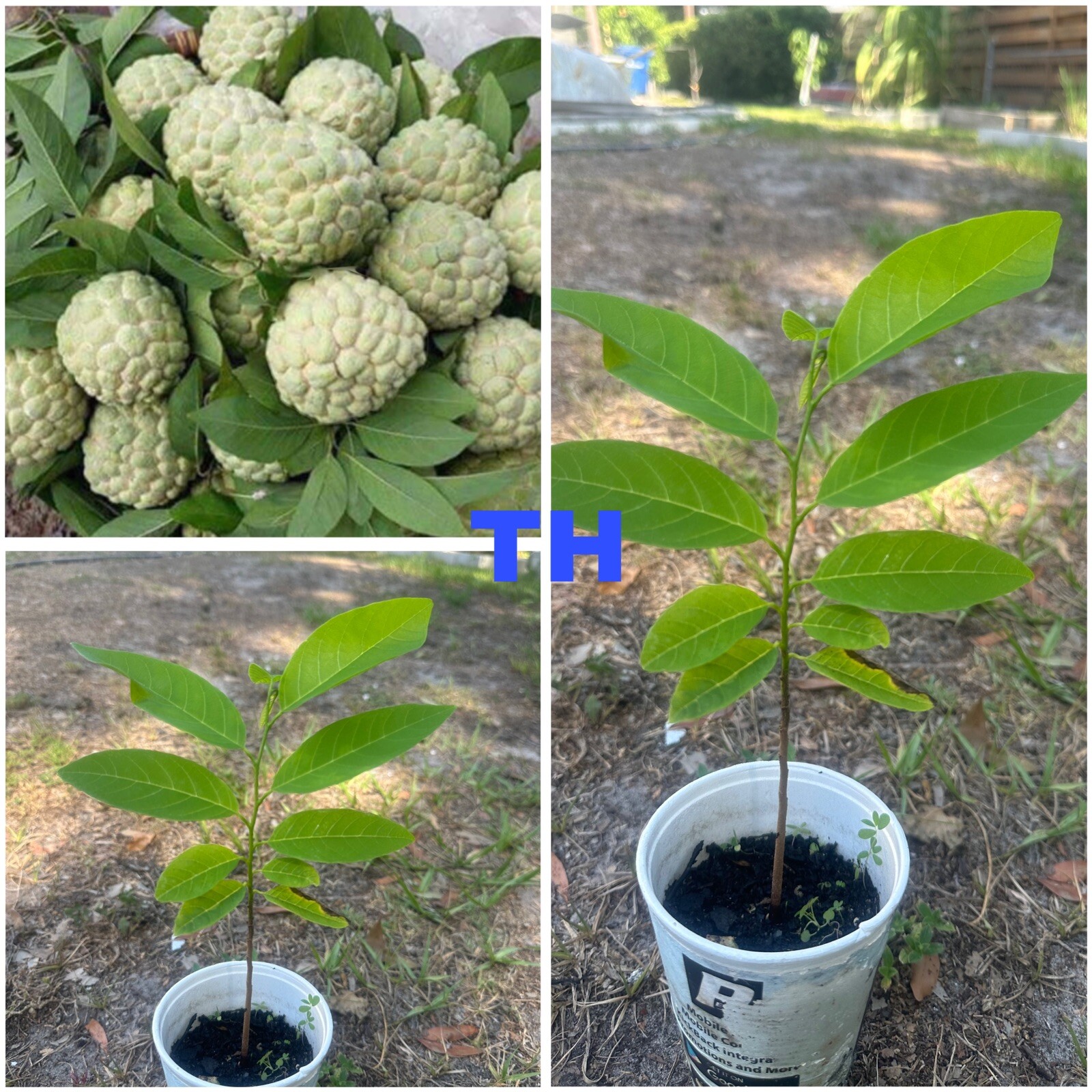 1 Sugar Apple Na Dai( Mãng Cầu Dai) 7″-9” Live Seed Tree-Asian Plant Collection