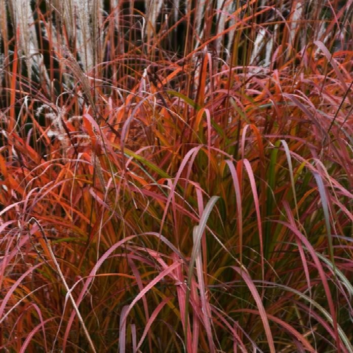 ( 1 ) – Fire Dragon Maiden Grass ( miscanthus ) – Starter Plants ( 4m )