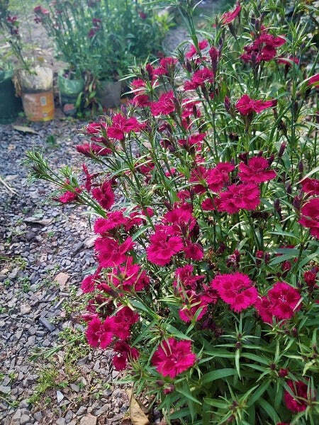 Dianthus barbatus Single Mix | Sweet William | 100 Seeds