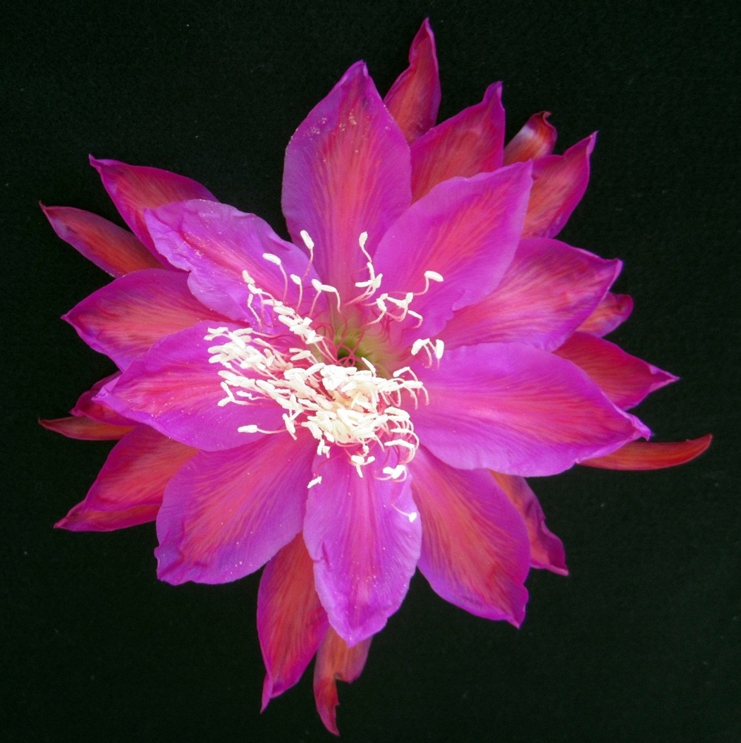 Epiphyllum, Orchid Cactus ” FRENCH DYNASTY “, Don’s Quart pots JUNE/2