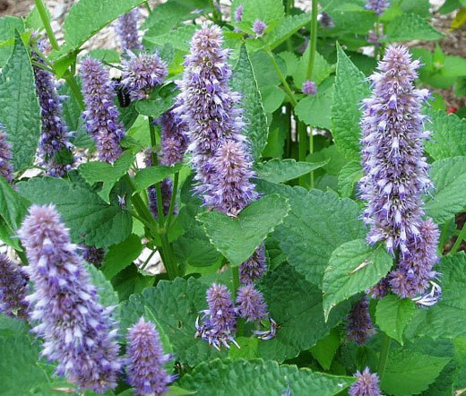 ANISE HYSSOP BLUE SPIKE Agastache Foeniculum – 200 Bulk Seeds