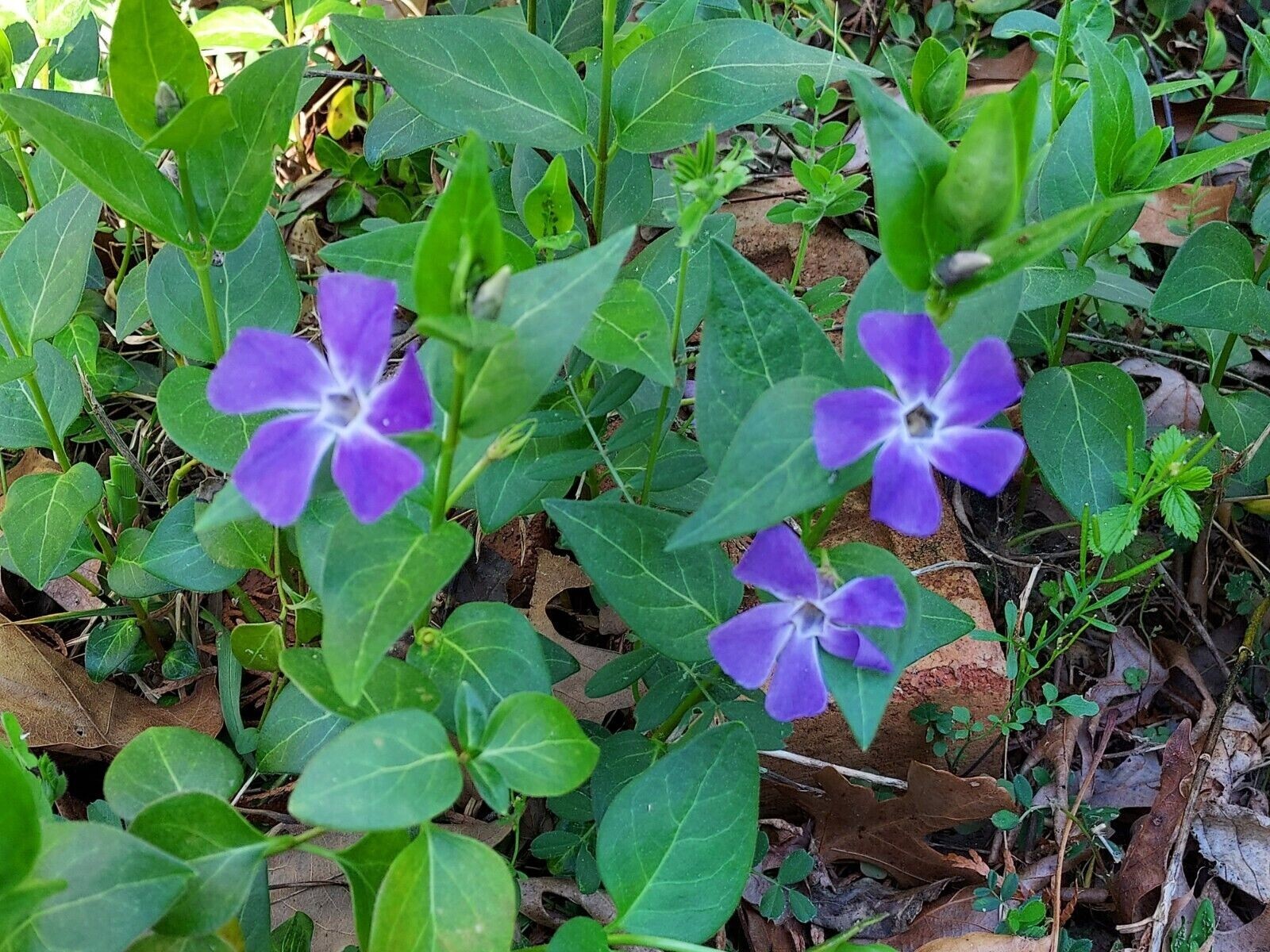 35 Creeping Myrtle Periwinkle Vinca Vines Flowering Plants Ground Cover, SHADE