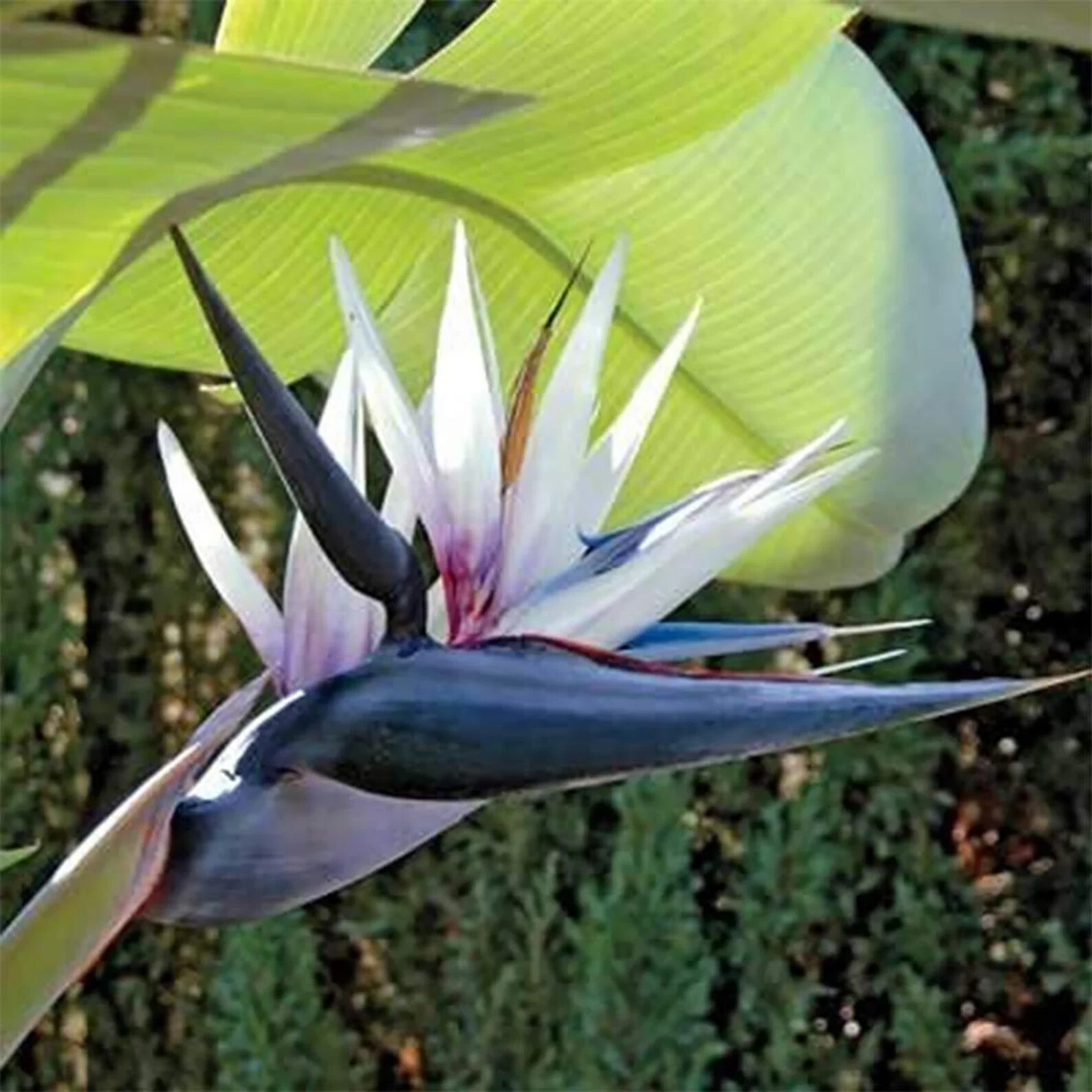 GIANT WHITE~Bird of Paradise~Strelitzia Nicholai~ROOTED PLANT~10-12 Inches Tall