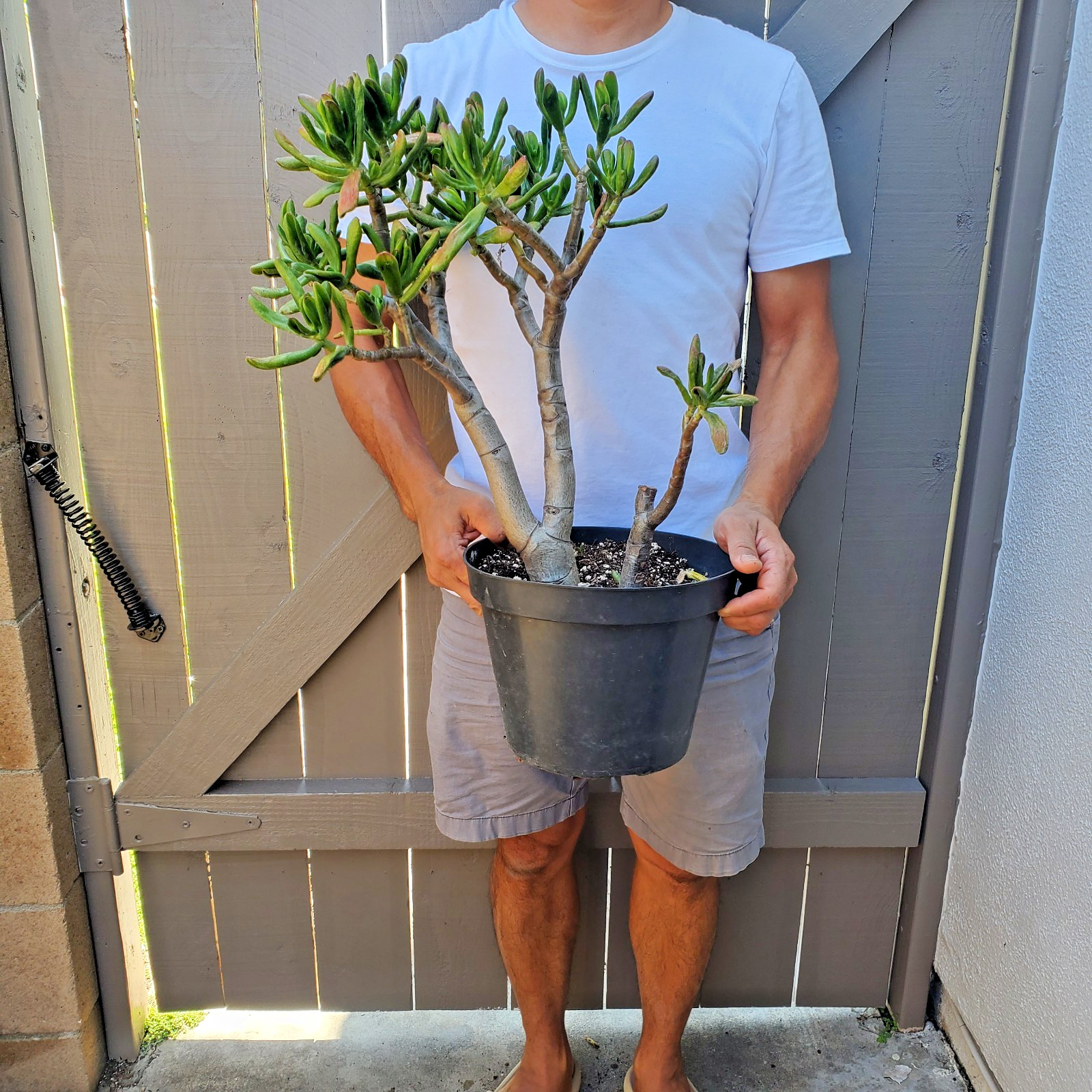 Gollum Jade Crassula ovata Jade Spoon Jade Succulent
