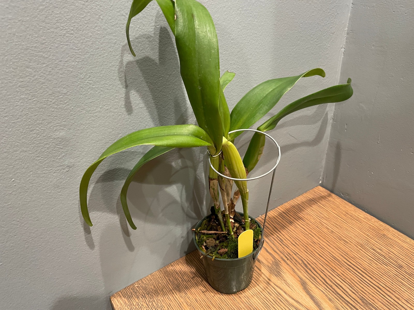 Lc. Mem. Francis Takakura `Clyde’ Original DIvision Blue Cattleya Orchid Plant