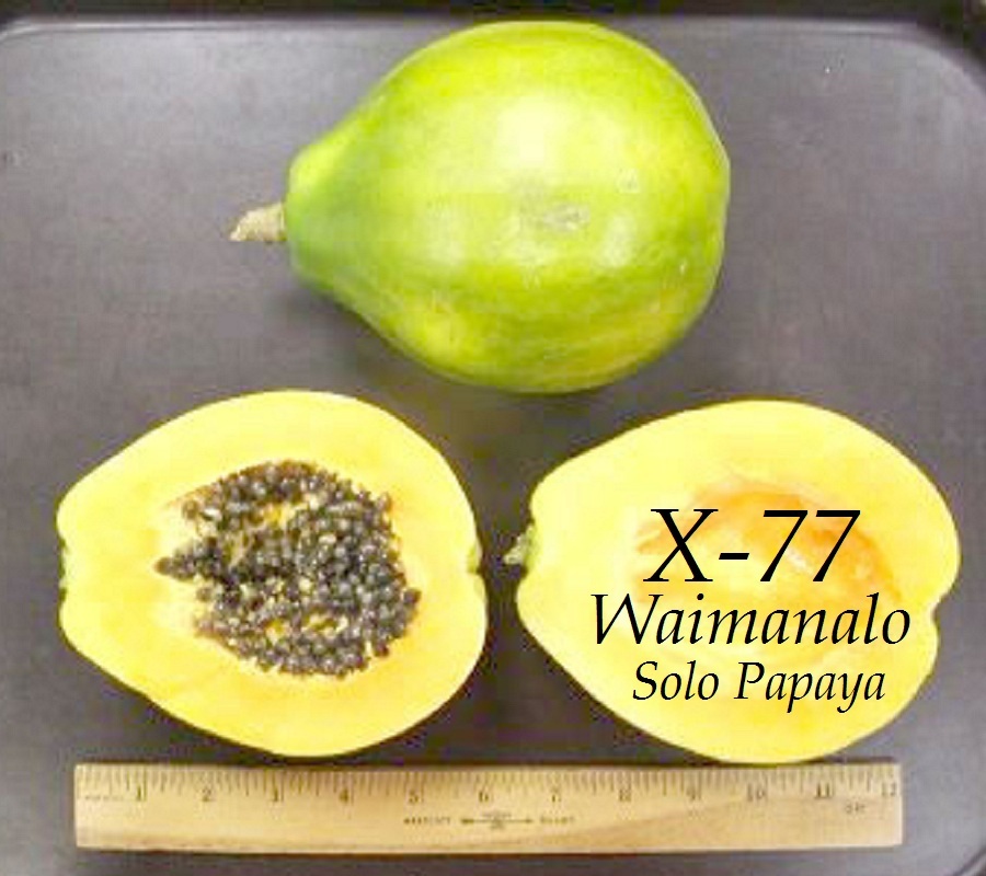 ~LAIE GOLD~ HYBRID PAPAYA Kamiya Yellow Flesh Solo X-77 UH Cultivar 60+ SEEDS