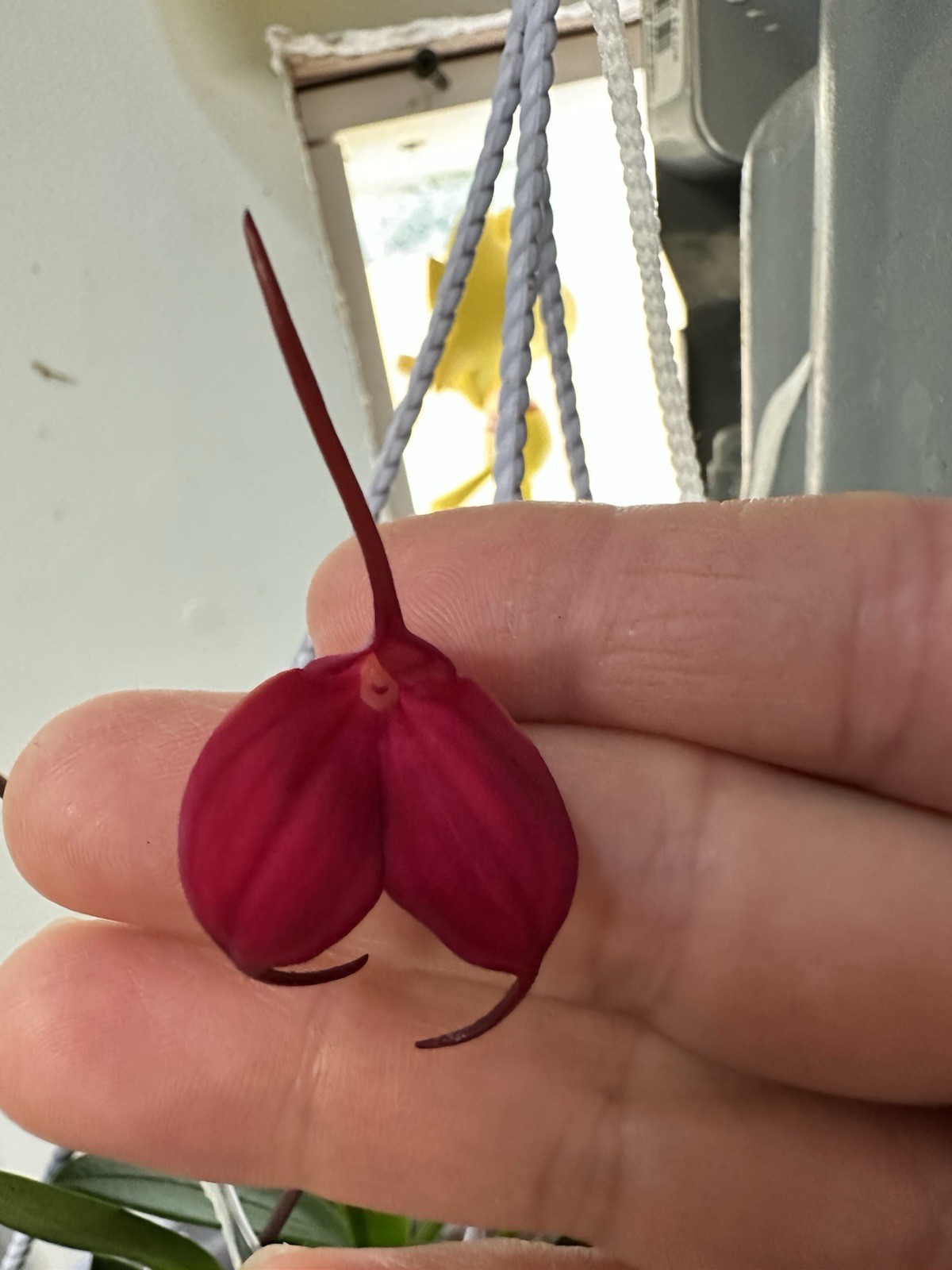 Masdevallia Orchid Live Plant
