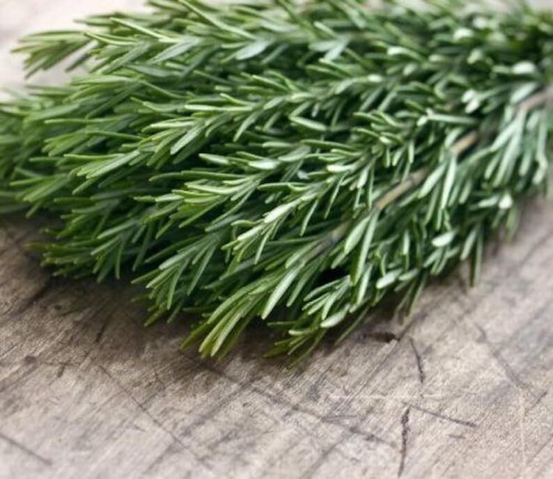 Organic Rosemary ‘Tuscan Blue’ Live Starter Plant – FREE SHIPPING!!!