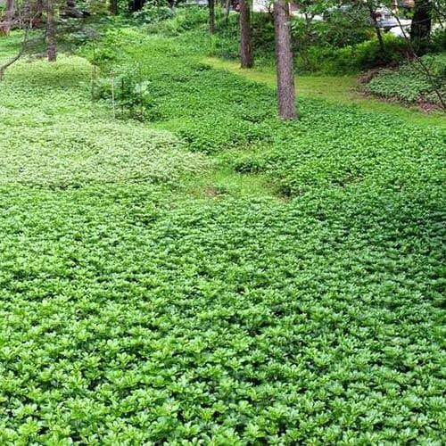 Pachysandra Terminalis (Japanese Spurge/Green Carpet) 4′ in Pot