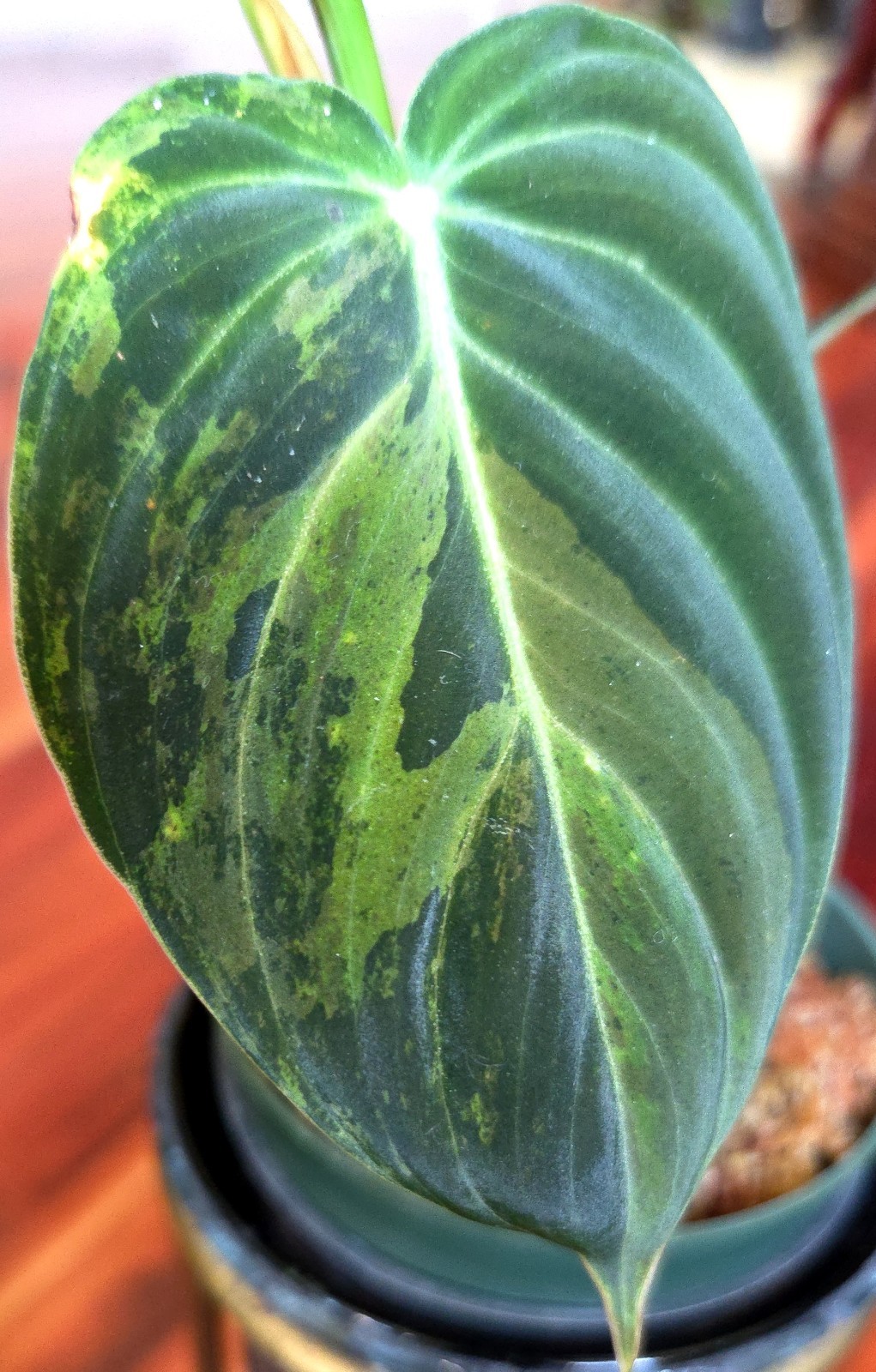Rare Philodendron Variegated Melanochrysum 13″ Tall Not Anthurium Aroid Monstera