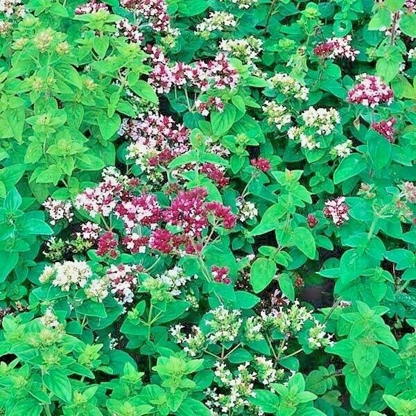 501+ITALIAN OREGANO Seed Organic Herb Patio Container Vegetable Garden Perennial