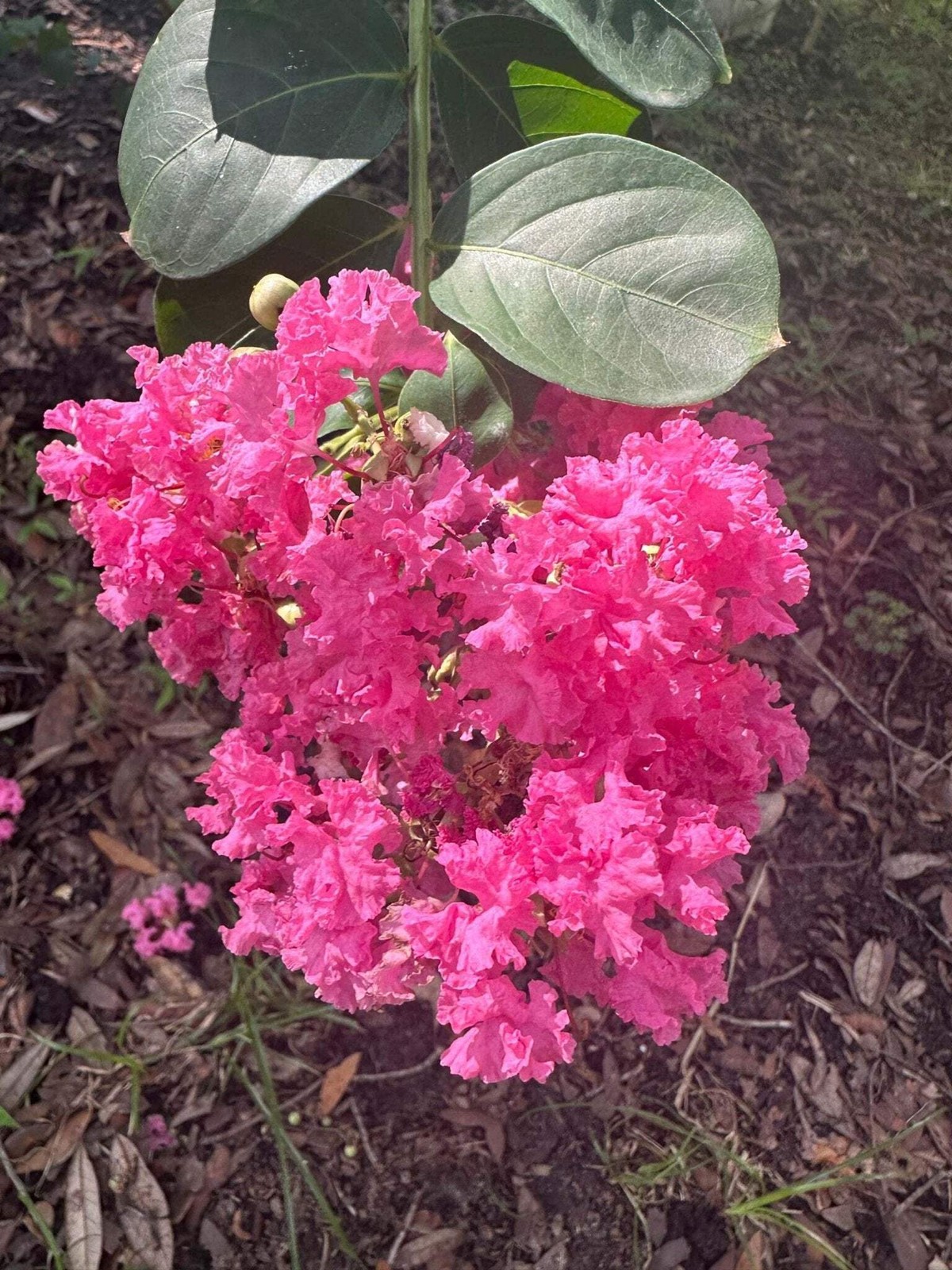 Seminole Crape Myrtle: Dynamic Color and Unique Beauty for Your Landscape