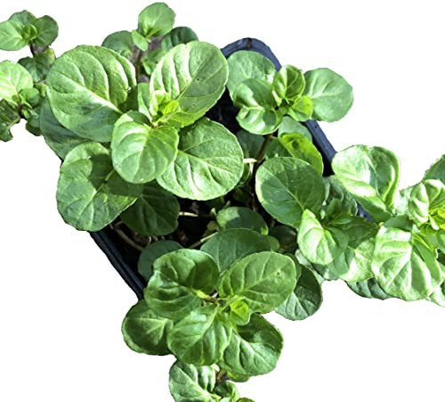 Live Organic Orange Mint Plant (Mentha piperita x citrata) 2.5 inch Pot –