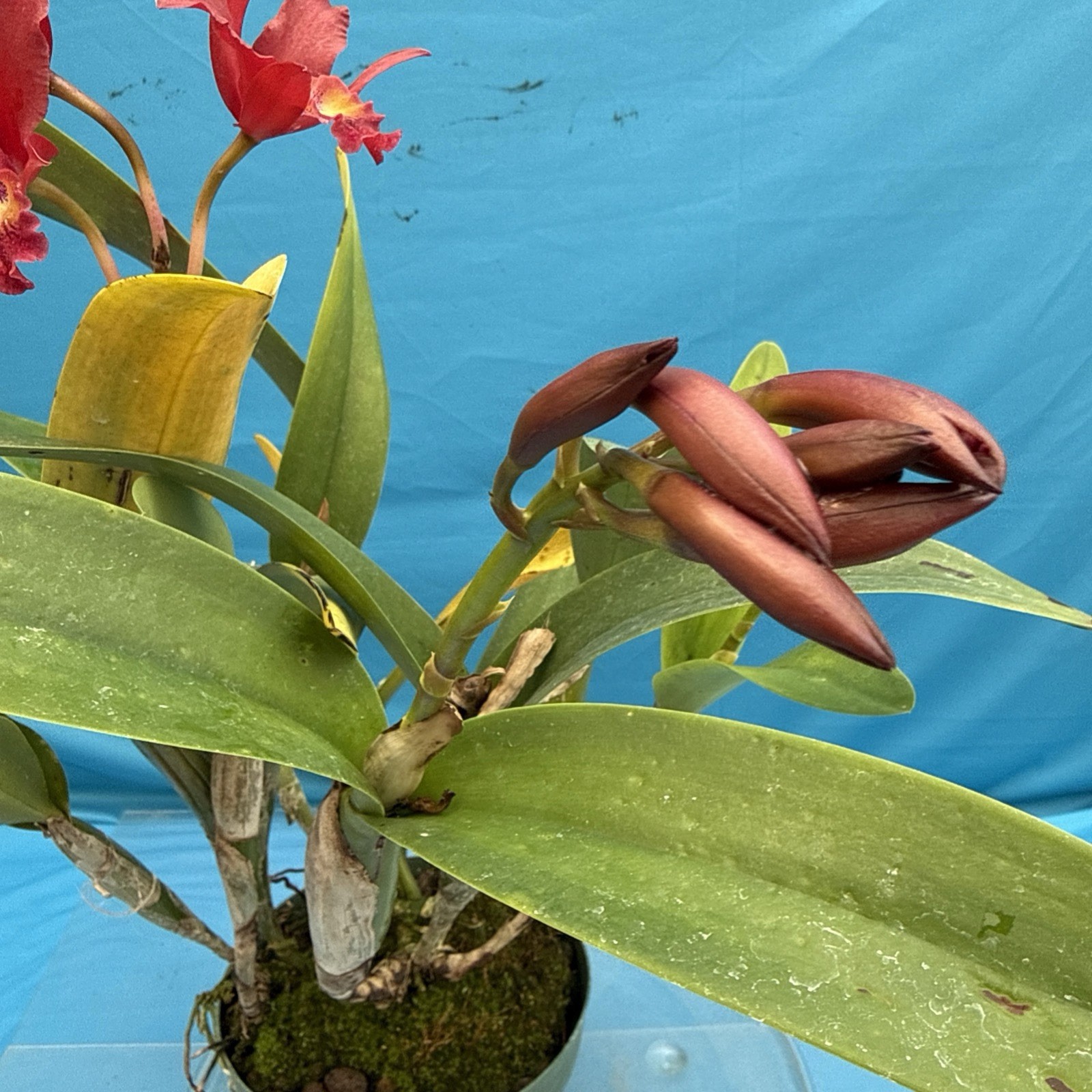 Cattleya Lcn Pauka’a Earl Reid Fragrant Blooming Red Orange Purple Orchid 9” Pot
