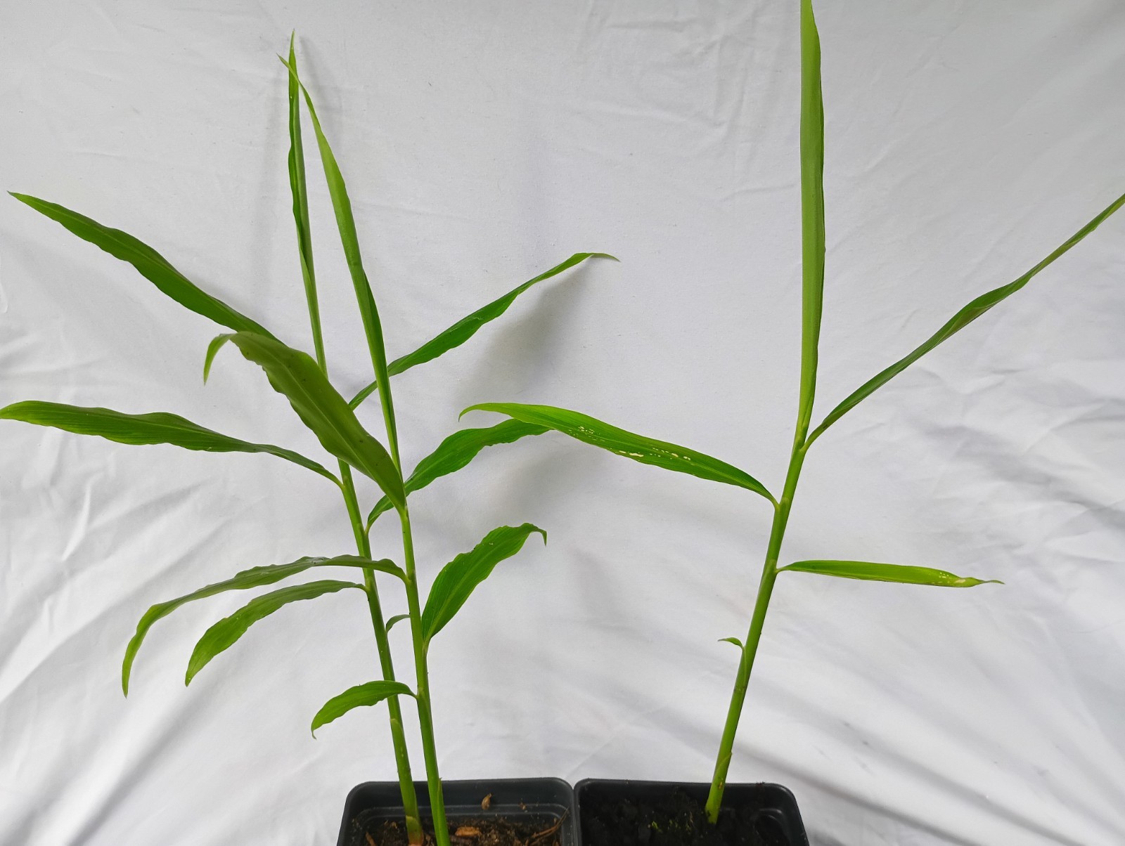 2 Culinary Ginger Plants 6-12″ Rooted Edible Ginger Organically Grown
