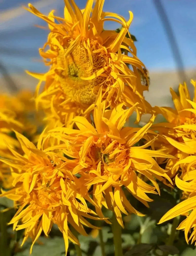 JUST CRAZY Sunflower Seeds, A real attention getter with twist and turn petals.