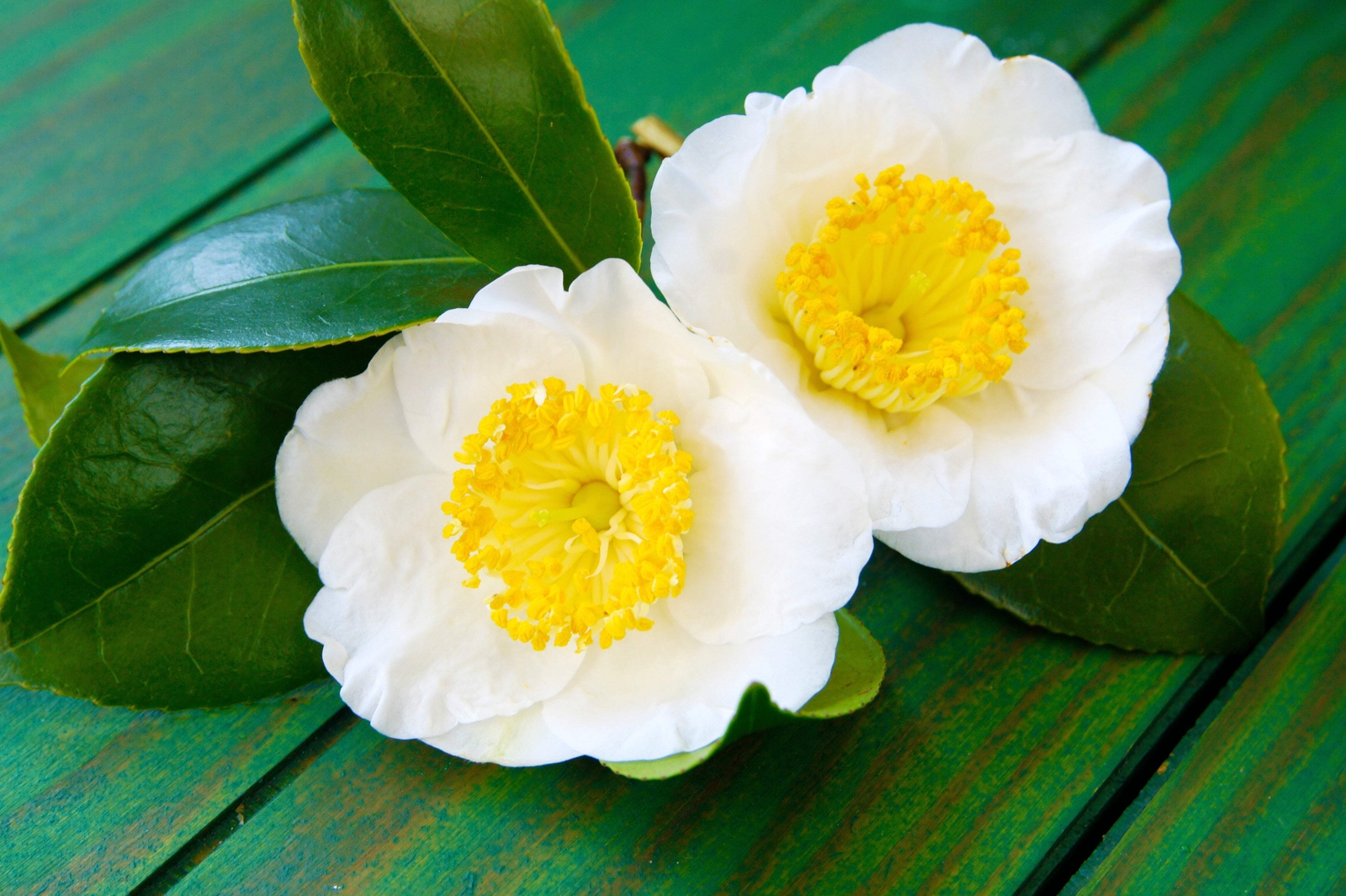 1 Lb Bulk TEA PLANT Black Green Drinking Camellia Sinensis Pound Shrub 385 Seeds