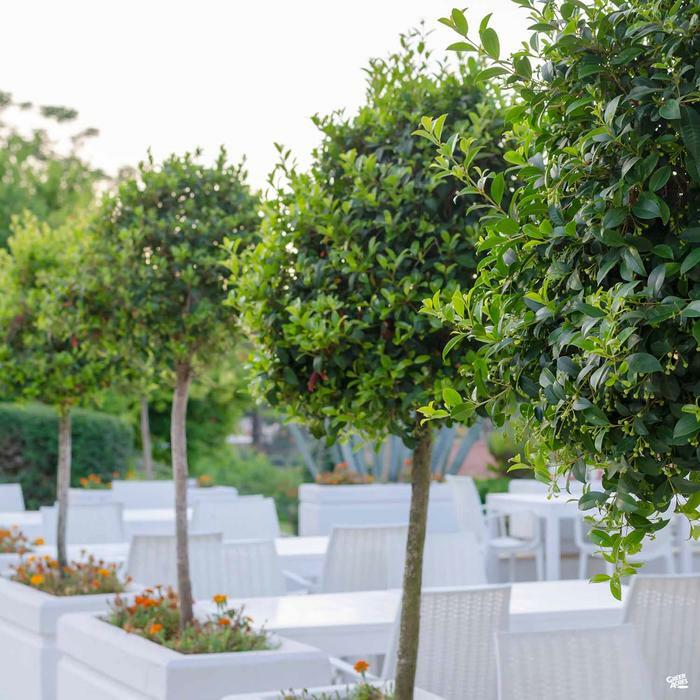 Bay Leaf Tree – 5-6″ Tall Live Plant, Seedling, Sweet Bay Laurel, Laurus nobilis