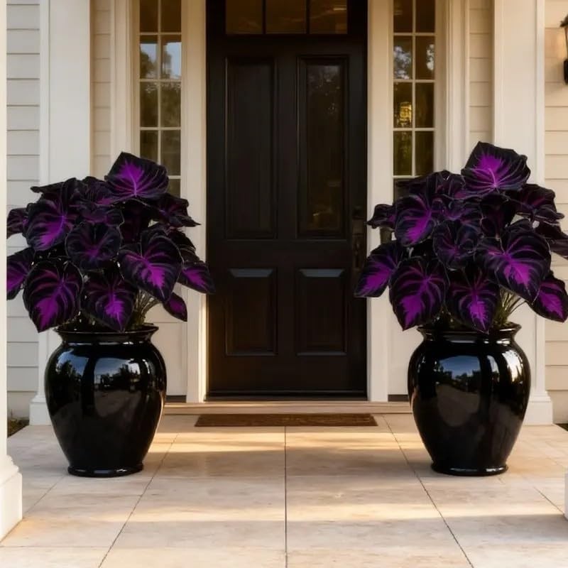 Hosta Seeds – 308 Rare Black Purple Hosta Plants Seeds for Planting Outdoor
