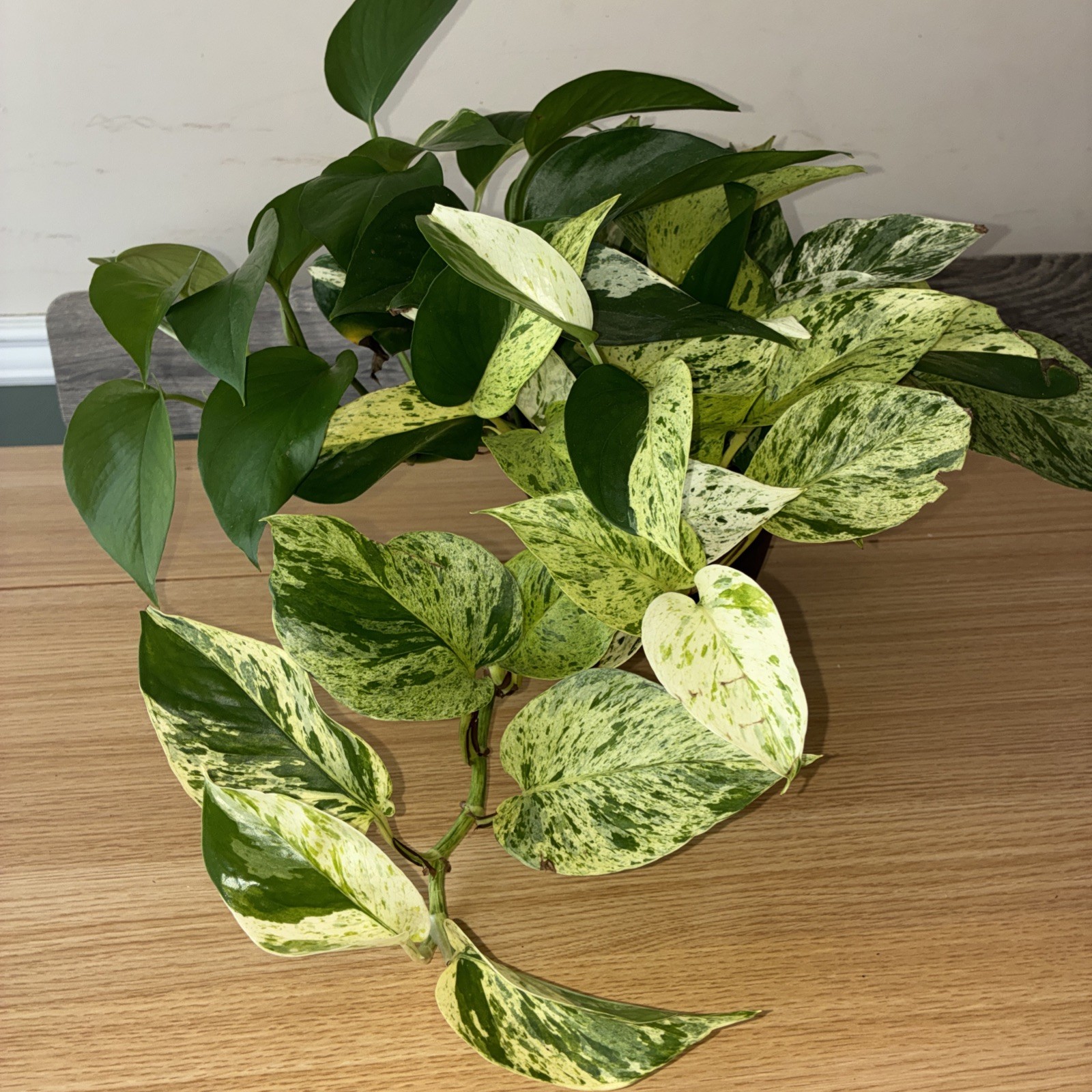 Pothos Marble Snow Queen stripe snow white Vine live plant 6″pot