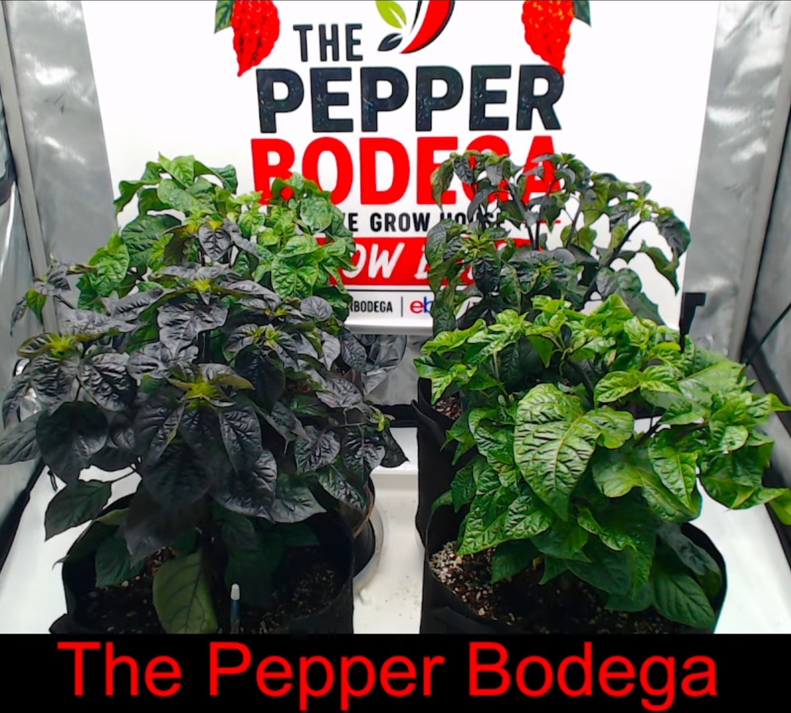 🌶️ Carolina Reaper Pepper Seeds (10) | OPEN POLLINATED | Superhot