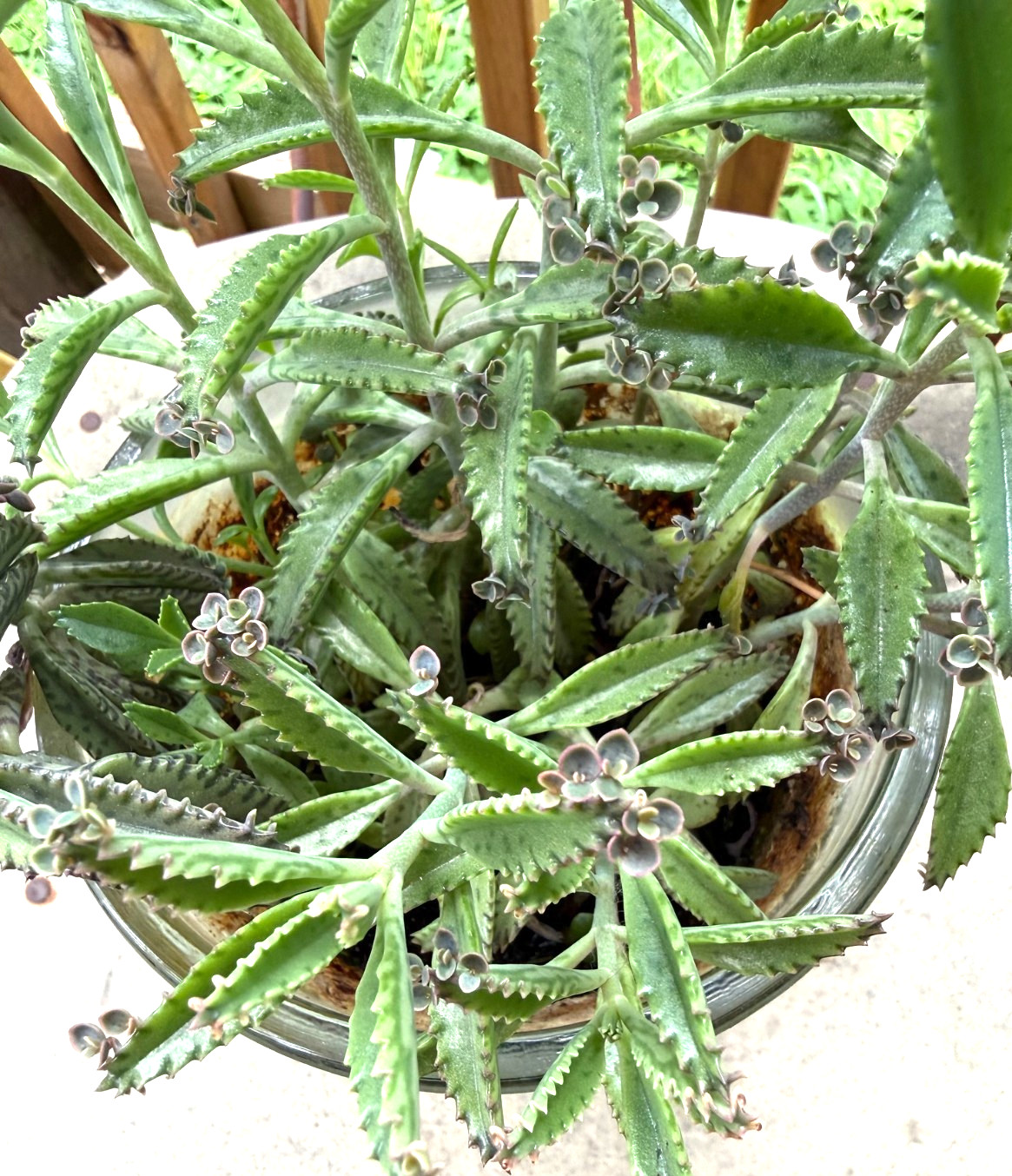 3 Live Organic Plants Mother of Thousands,