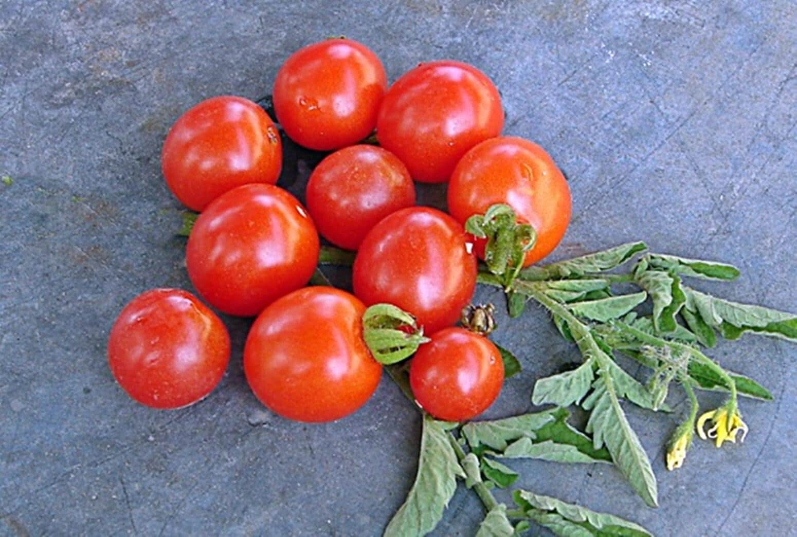 Mexico Midget, Tomato