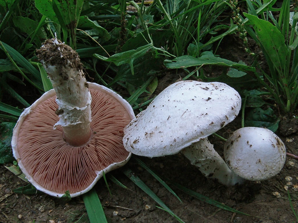 Seeds Mushroom Champignon GIANT Mycelium Spawn Dried Spores Organic Ukraine
