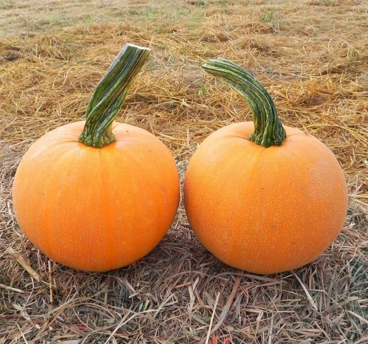 Winter Luxury Pie Pumpkin Seeds | Sweet Sugar Pumpkins Gourmet Farm Seed 2025