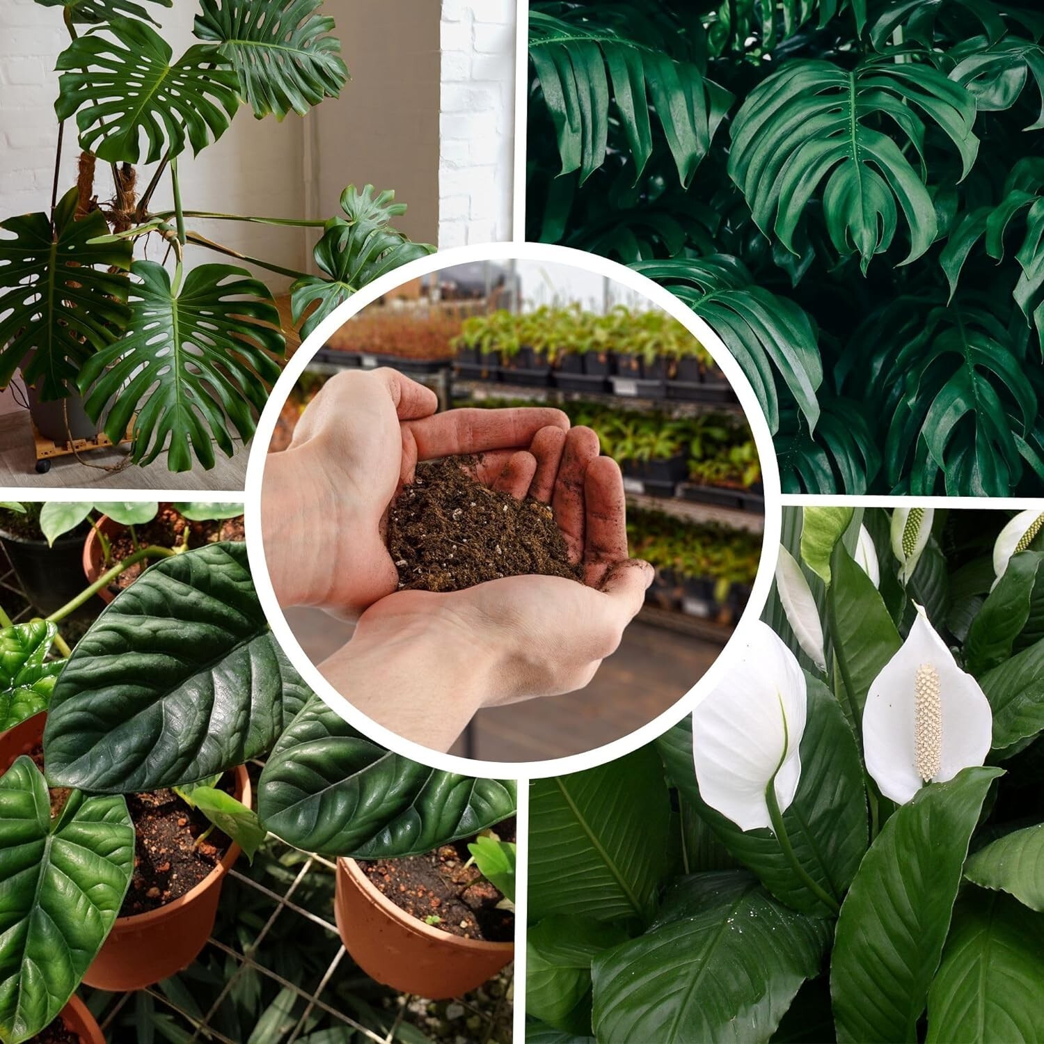 Organic Tropical Soil Mix – 2 Quarts with Excellent Drainage for Houseplants