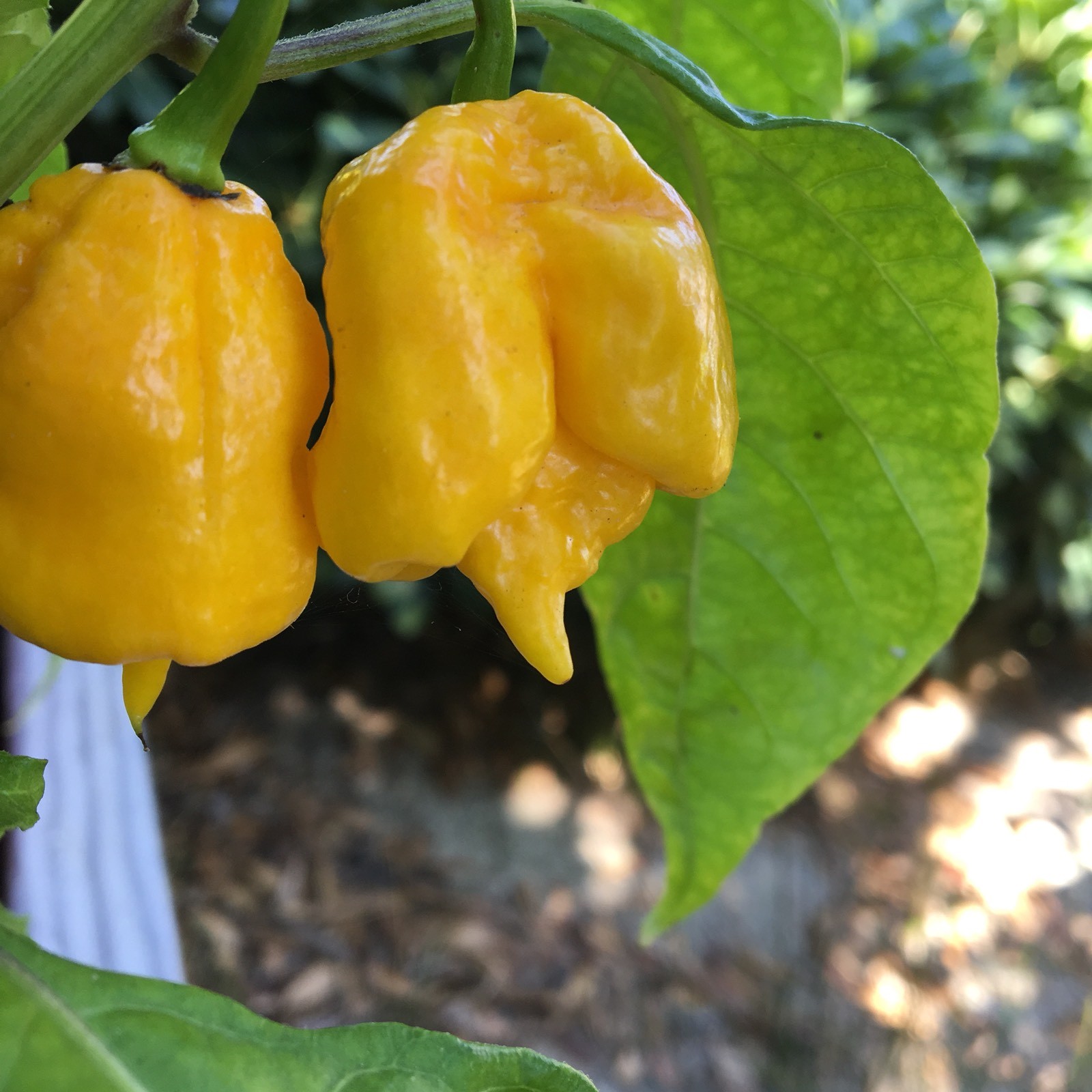 10+ Yellow 7 Pot Primo Pepper Seeds (hot chili, chile) | Hotter than Ghost