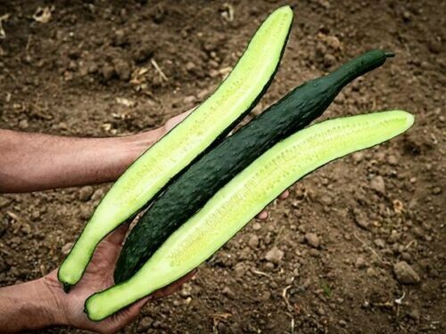 50+ CHINA JADE burpless cucumber seeds; Dua Leo Tasty Jade de trong