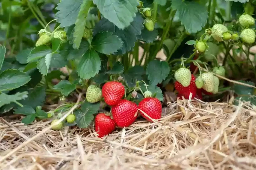 24 Strawberry Plants “Sweet Charlie”-SUPER-SWEET (Pack of 24 Bare Root)Zone: 4-9