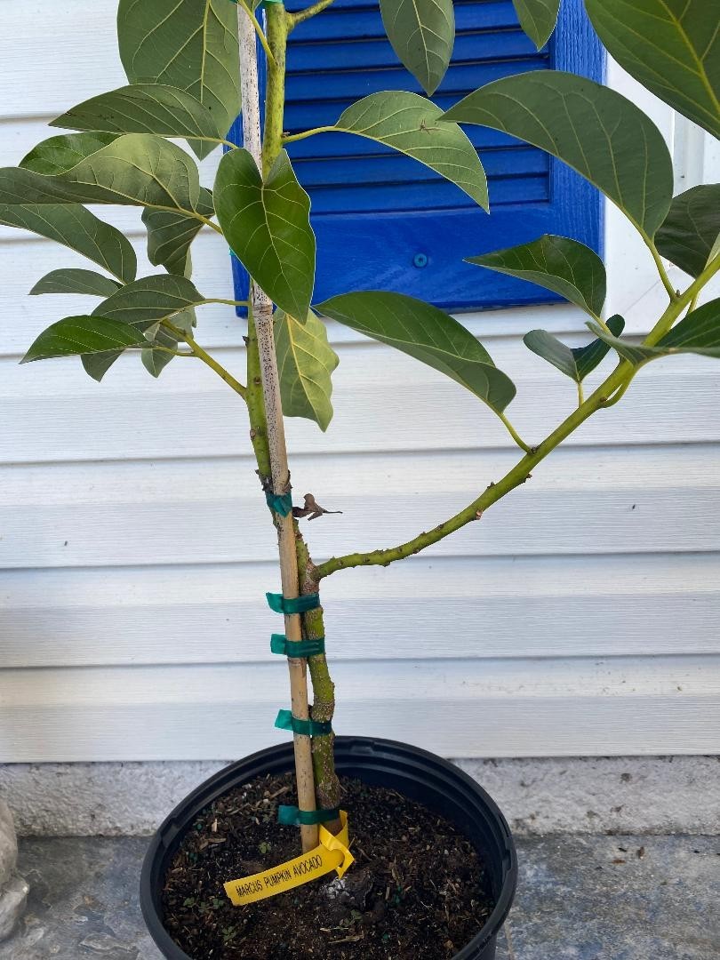 GRAFTED MARCUS PUMPKIN AVOCADO TREE (PERSEA AMERICANA 1-GAL PLASTIC NURSERY POT