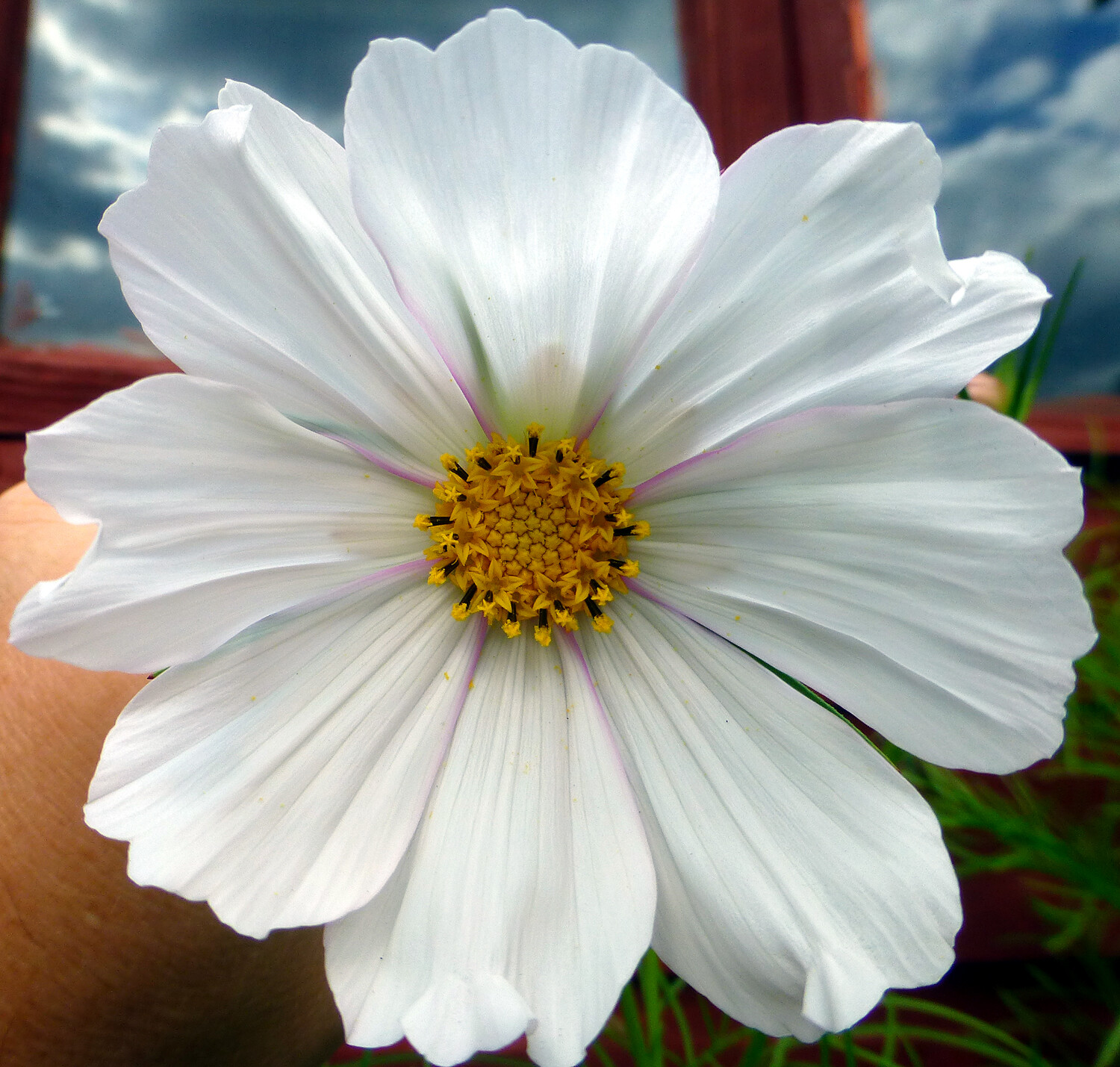 2,000 COSMOS BIPINNATUS Seeds (Psyche White Cosmos) | NON-GMO | Free shipping